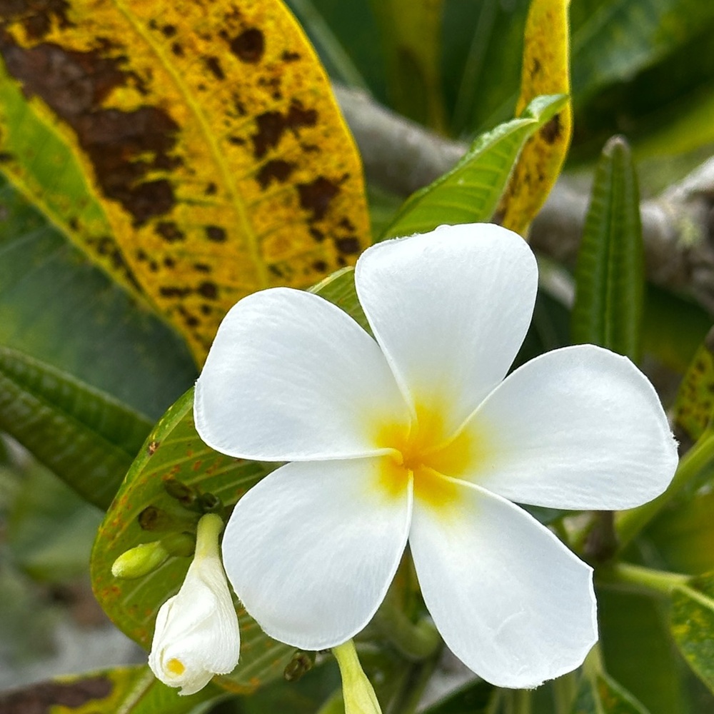 Meet your Posher, Connie